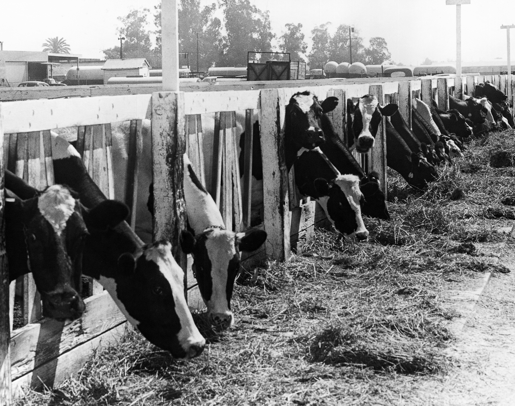 What happened to Dairy Valley? How LA's top cow city became Cerritos