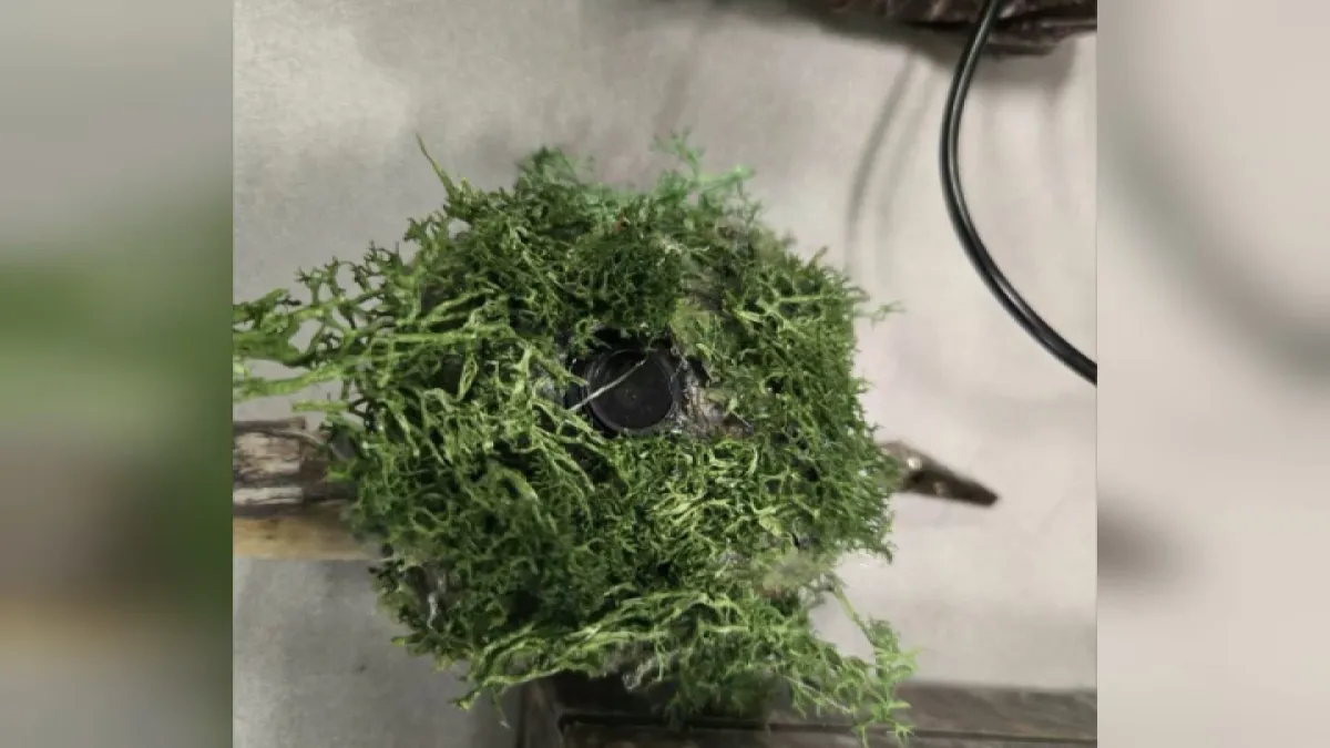 Surveillance camera hidden in bush near Cerritos home