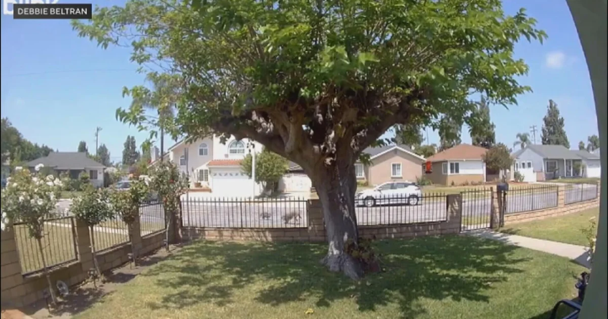Pet cat faces off with wild coyote in Los Angeles County neighborhood