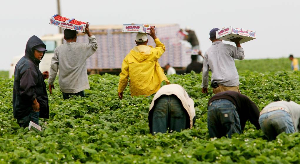 H-2A Program Sparks Debate in California's Farming Communities