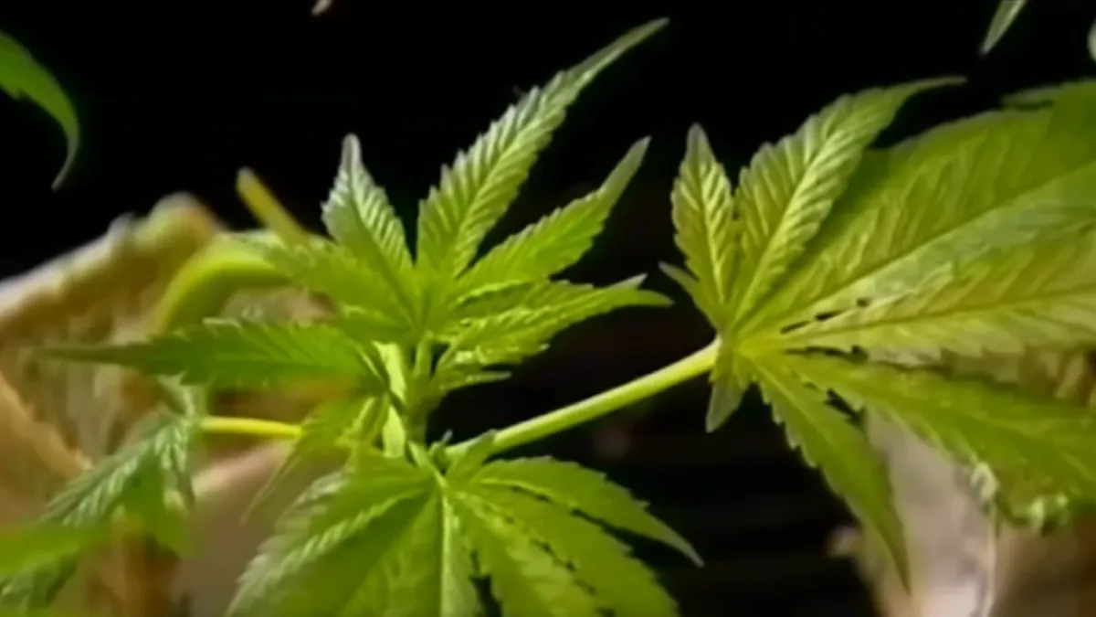 Proposition CB: What to know about LA city ballot measure