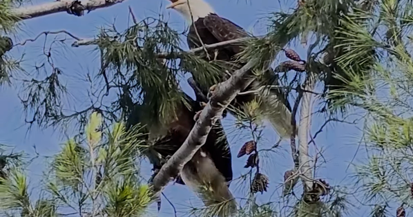 Bald eagles spotted nesting in Los Angeles County